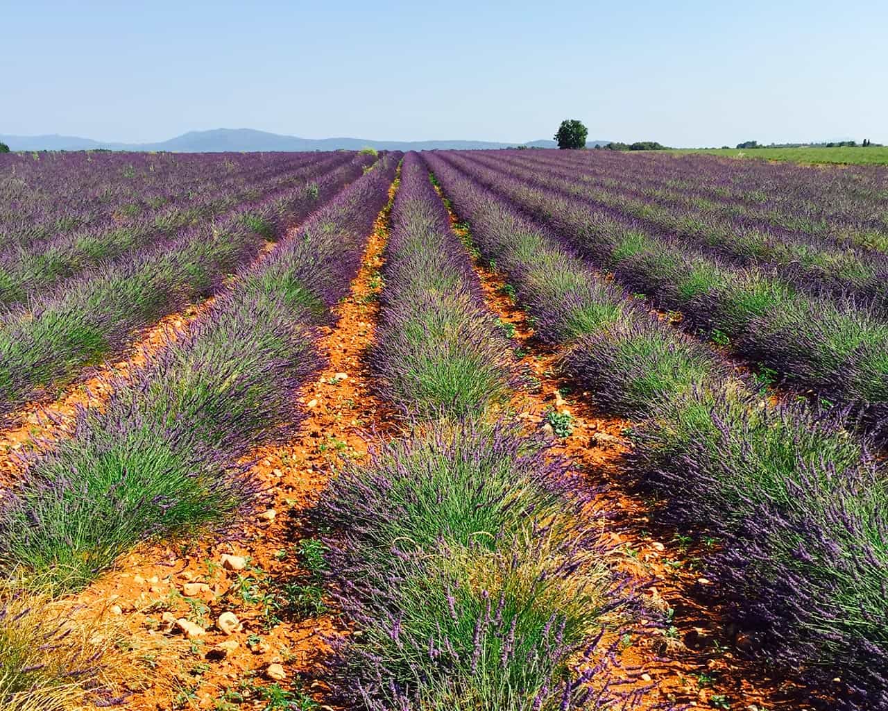 Excursion dans les champs de lavandes depuis nos chambres d'hôtes en luberon | Metafort Provence