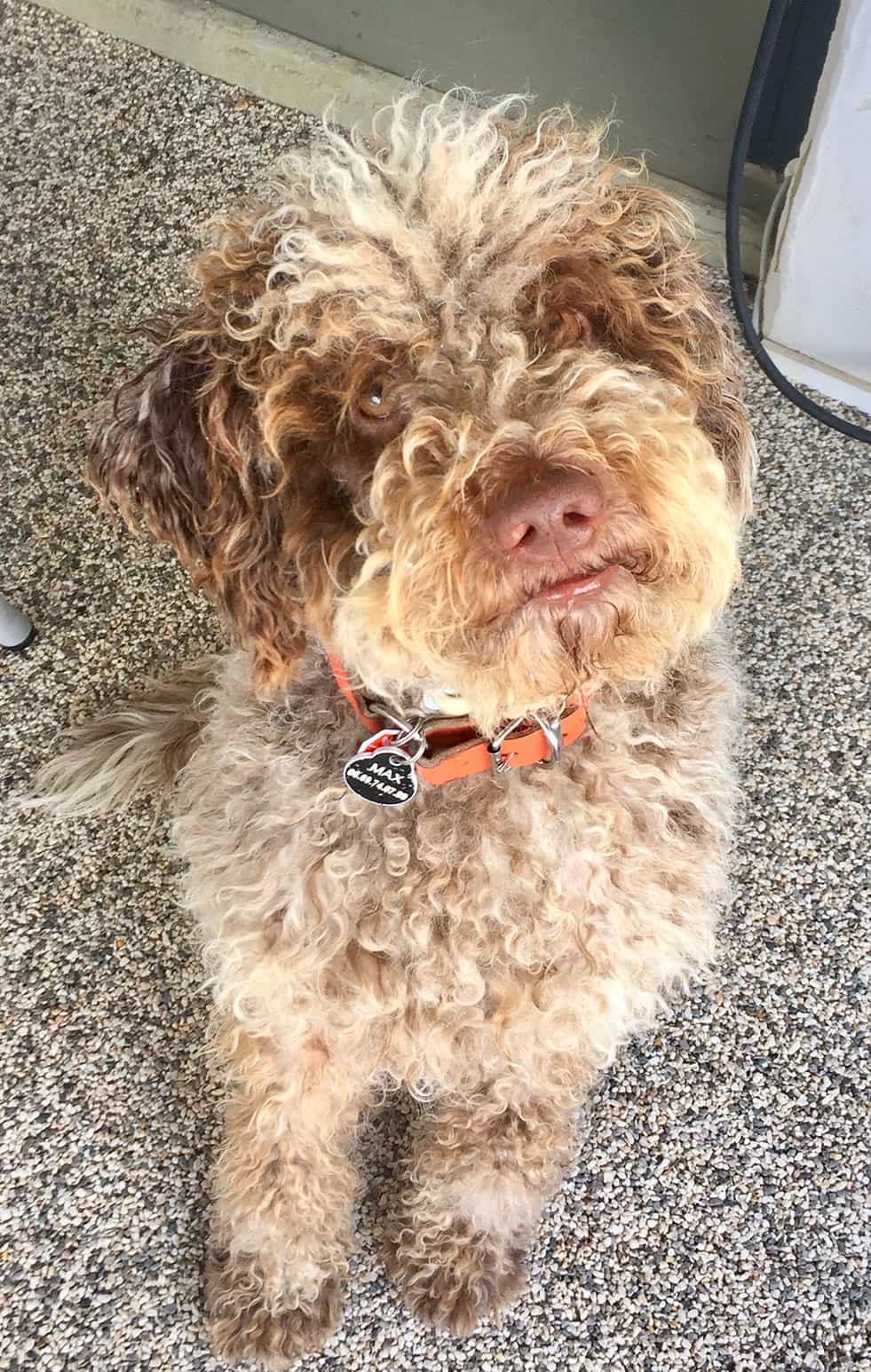 Max, le chien de votre chambre d'hôte en Luberon, Metafort Provence