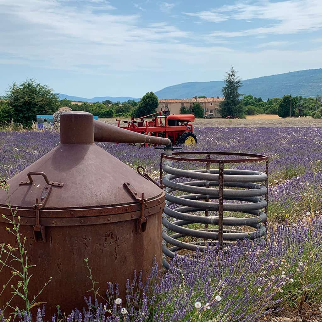 Metafort chambre d'hôtes Luberon (Vaucluse) - lavandes