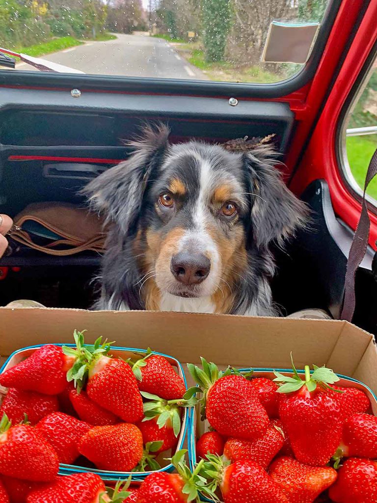 Le berger australien de notre chambre d'hôtes garde un œil sur les fraises de no sinvités