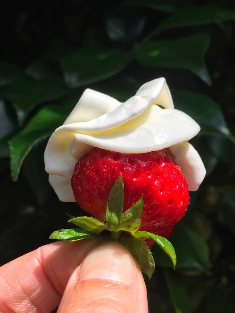 Fraise de Carpentras à la chambre d'hôtes Metafort | Luberon | Provence | France