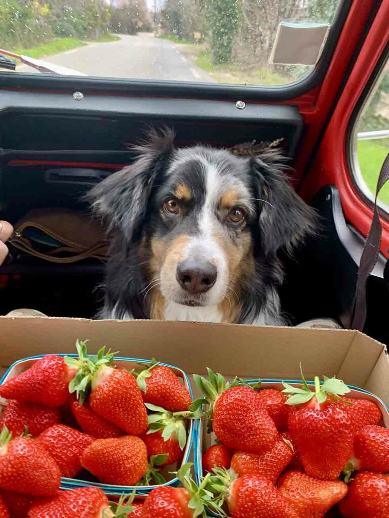 Mascotte de la chambre d'hôtes